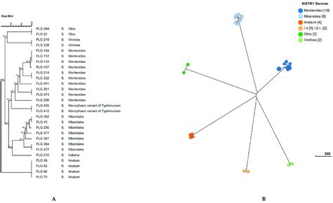 Dendrogram Of Pulsed Field Gel Electrophoresis Pfge Cluster Analysis