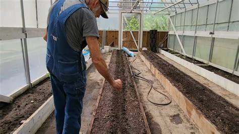 Can White OKRA Thrive In A High Tunnel YouTube