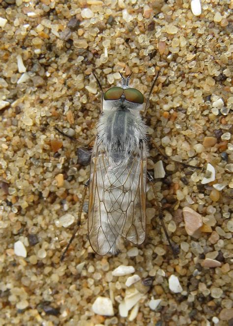 Acrosathe Annulata Male Kenfig Warren Glamorganshire Flickr