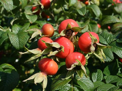 Apfelrose Kartoffelrose Hagebutte Rosa Rugosa Baumschule Horstmann