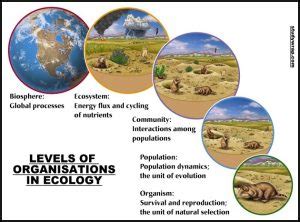 Levels Of Organisation In Ecology Individual To Biosphere Study Wrap