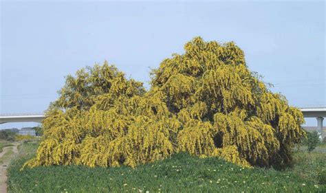 Piante Con Radici Poco Profonde Arcuri Verde Stile