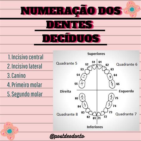 Dentes Nomenclatura Numeracao E Anatomia Kenhub Images