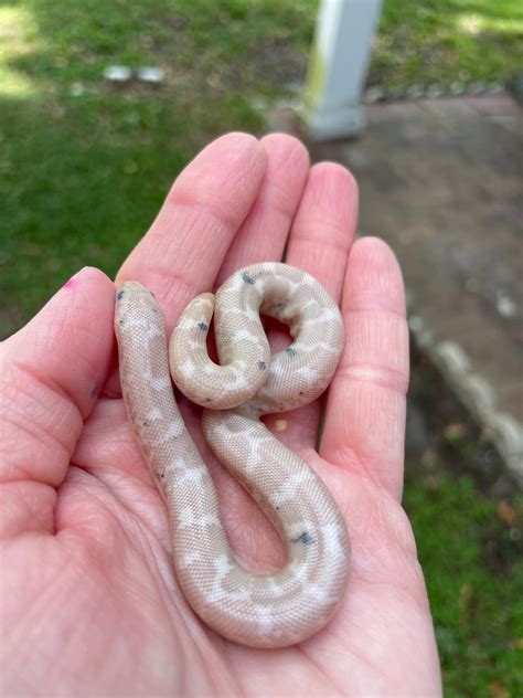 Snow Paradox Kenyan Sand Boa By Matzens Morphs Morphmarket