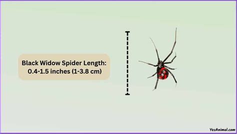 Black Widow Spider Size Explained & Comparison With Others