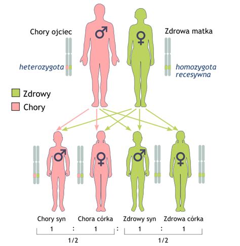 Biologia w liceum Pląsawica Huntingtona