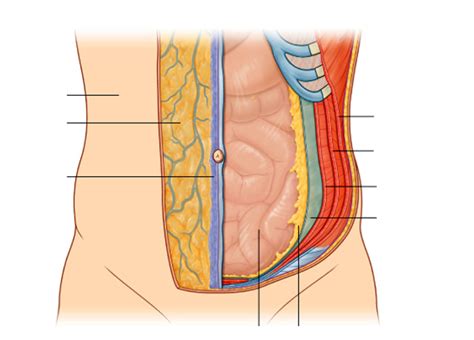 Diagram Of Layers Of The Abdominal Wall Quizlet