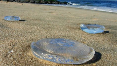 Alertan Sobre El Regreso De Medusas Y Aguas Vivas En Monte Hermoso Y