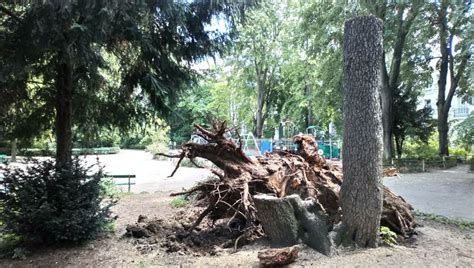 Tours après l accident des Cèdres vont être replantés au Jardin des