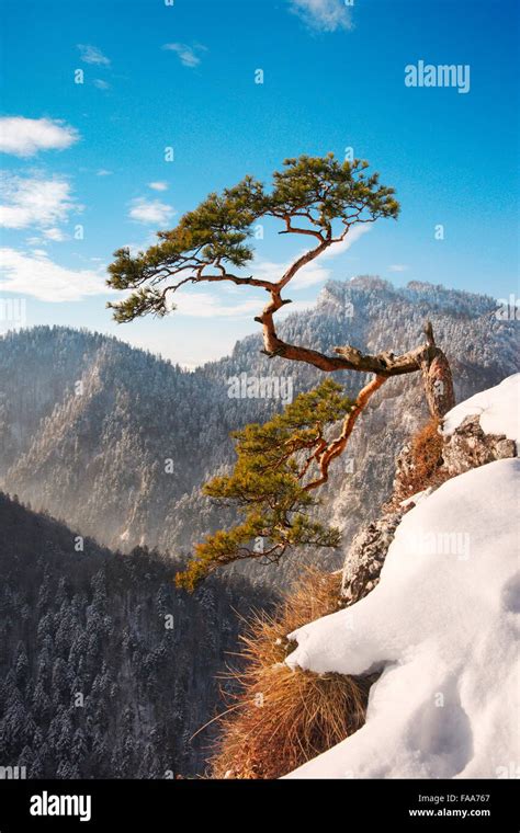 Single Pine Tree At Sokolica Cliff Pieniny National Park At Sunset