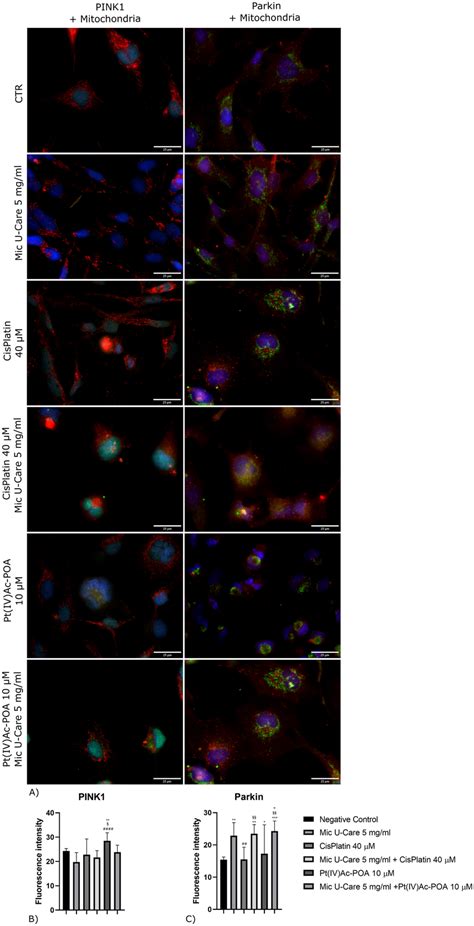 Immunolabeling For PINK1 In Green And Mitochondria In Red Parkin