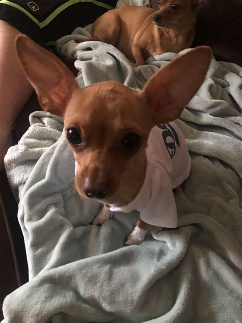 Talk about a Dodger Dog!!!! He always wears his Lucky Dodger jersey ...