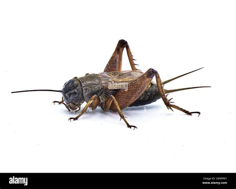 Male common field cricket - Gryllus species - dark robust black and ...