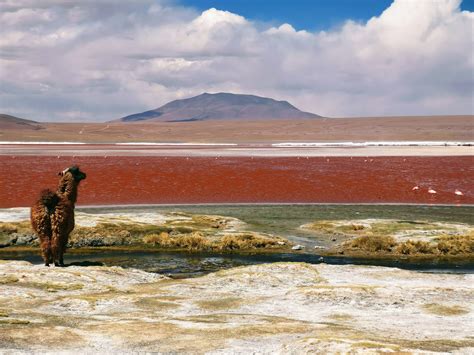 Maximum Participation in the Bolivian Highlands - PCI Media