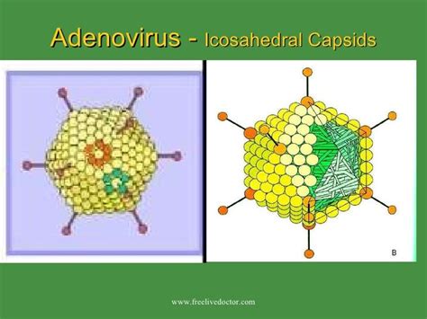 Dna Virus