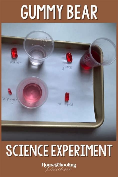 Gummy Bear Science Experiment - Homeschooling Preschool