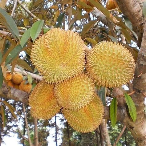 Manfaat Durian Untuk Kesehatan Yang Perlu Kita Tahu Ilmu Alam