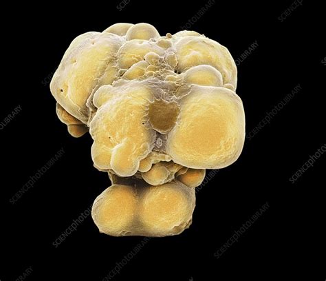 Pluripotent Stem Cells Sem Stock Image C Science Photo