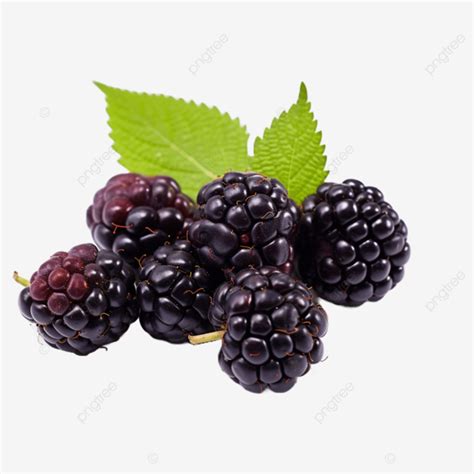 The Sweet Essence Of Blackberries Blackberry Berries Fruit PNG