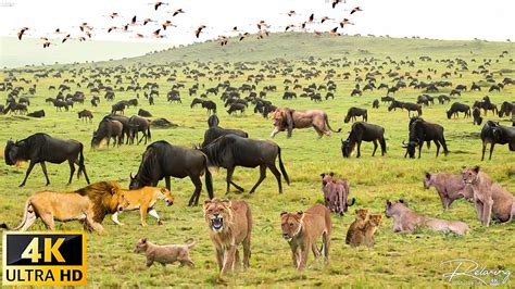 K Wild Wildlife Ngorongoro National Park Tanzania Scenic Wildlife