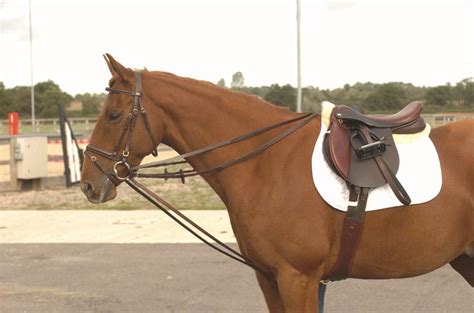 The Proper Use Of Draw Reins On A Horse