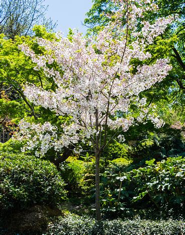 White Japanese Cherry Blossom Stock Photo - Download Image Now - 2015 ...