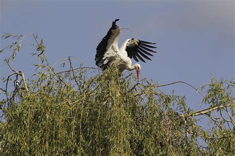 White Stork Ciconia Ciconia Alsace In France Stock Photo Download