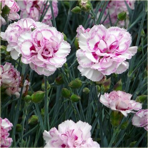 Goździk ogrodowy Grans Favourite Dianthus caryophyllus