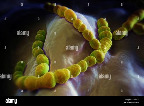 Streptococcus Pneumoniae Bacteria Fotograf As E Im Genes De Alta