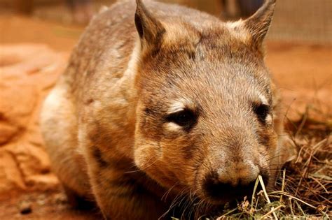 Female Wombats Indicate Fertility By Biting Males