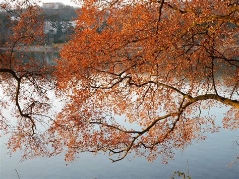 Kostenlose foto Baum Wasser Natur Ast blühen Himmel Blatt