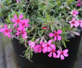 Phlox Subulata Scarlet Flame Creeping Phlox From Hopewell Nursery