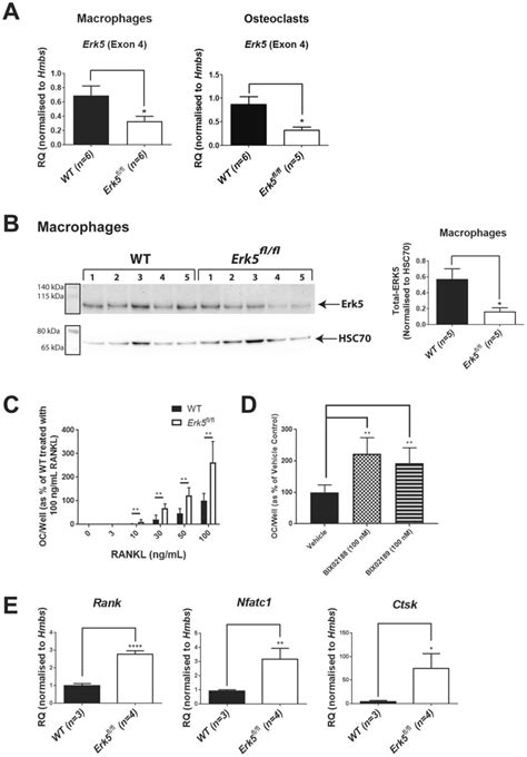 Erk5 Expression Is Significantly Reduced In Bmdm And Mature Osteoclast Download Scientific