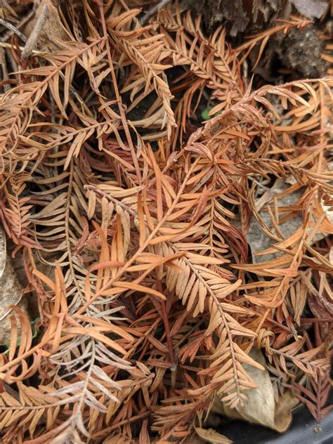 The Martha Stewart Blog : Blog Archive Planting Bald Cypress Trees