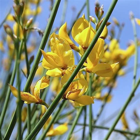 Spanish Broom