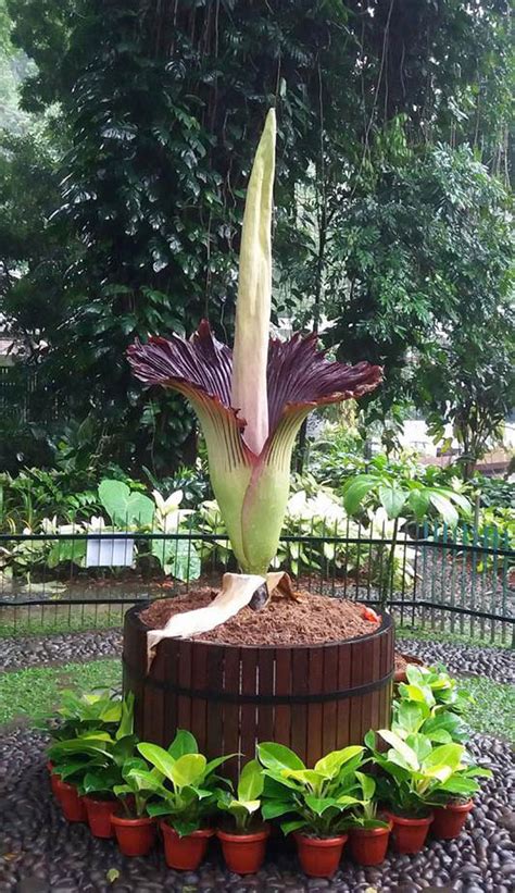 Titan Arum Bunga Bangkai Yang Bikin Penasaran Id