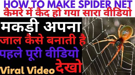 मकड़ी जाल कैसे बुनती है पूरा वीडियो कर लिया कैमरे में कैद ।। How To Make Net By Spider Viral