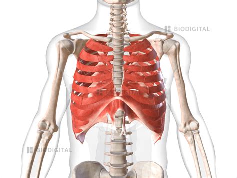 Muscles of thorax | BioDigital Anatomy