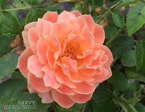 Hardy Roses To Consider Planting In The Modern Garden