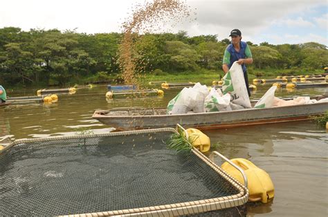 Embrapa lança plataforma dados sobre a aquicultura no Brasil