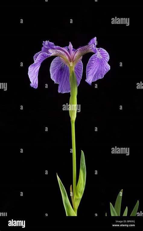 Enfoque Del Iris Fotografías E Imágenes De Alta Resolución Alamy