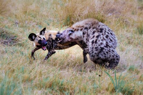 HYENA ATTACK | MARJA SCHWARTZ | PHOTOGRAPHY