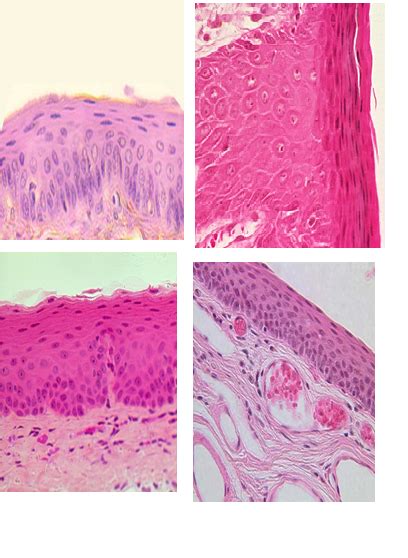 Epithelium Tissue Diagram Quizlet