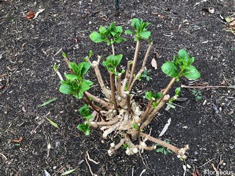 Transplanting Hydrangeas When Where And How To Successfully Florgeous