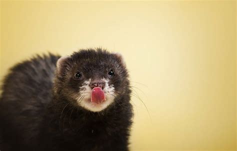 Download free Black Sable Ferret Wallpaper - MrWallpaper.com