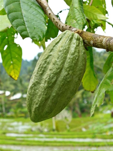 Cacao Pod stock image. Image of plants, seed, leaves - 20109225