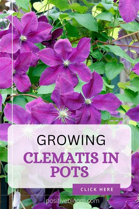 5 Helpful Tips For Growing Clematis In Pots Successfully In 2023