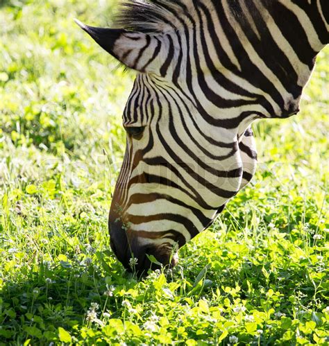 Zebra on green grass in nature | Stock image | Colourbox