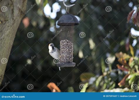 House Sparrow Feeding from a Garden Bird Feeder Stock Image - Image of ...