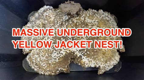 Massive Underground Yellow Jacket Nest Removal Swarmed Stung Youtube